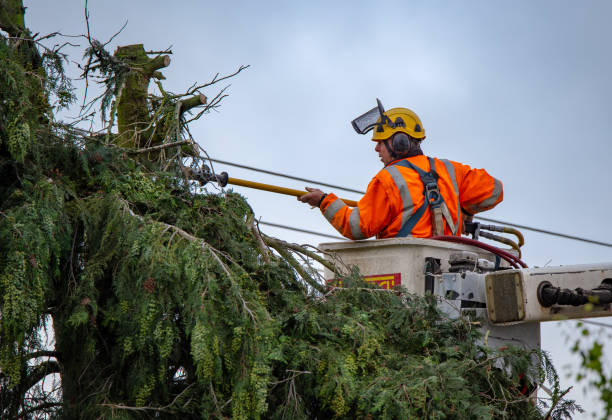 Best Tree and Shrub Care  in Abingdon, MD