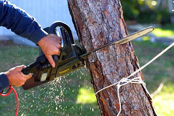 Best Arborist Consultation Services  in Abingdon, MD