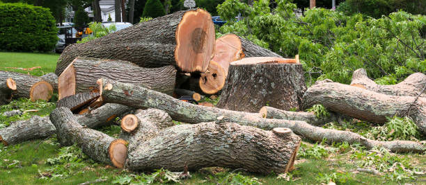 Best Tree Preservation Services  in Abingdon, MD