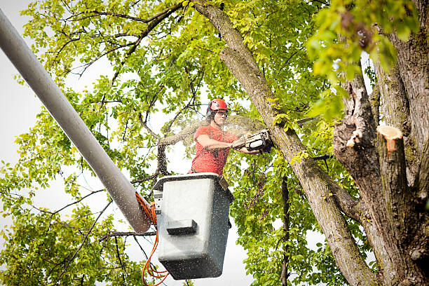 Best Hedge Trimming  in Abingdon, MD