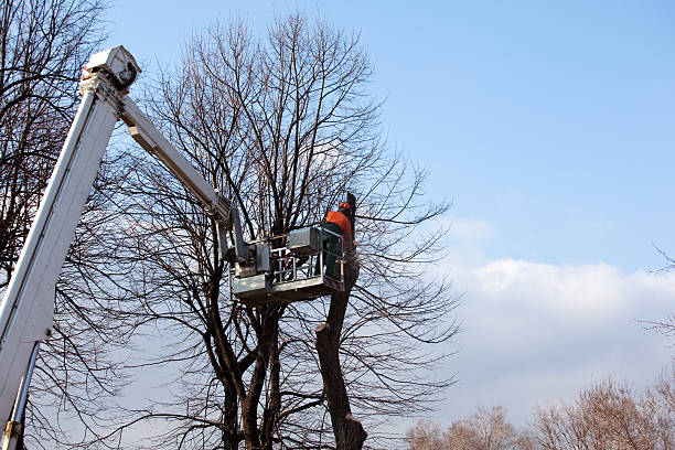 Best Leaf Removal  in Abingdon, MD